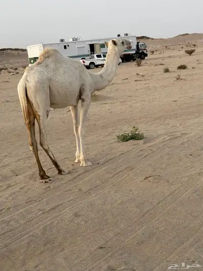 عشراء صاهوديه ثنيه تحتها بكره طيبه index