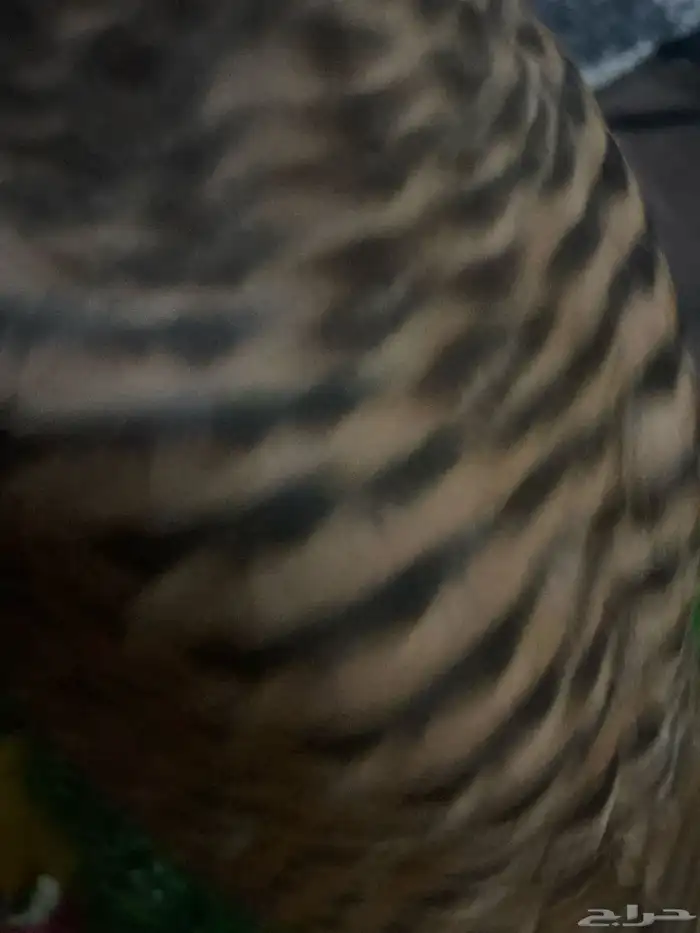 باشق سعره 50 1