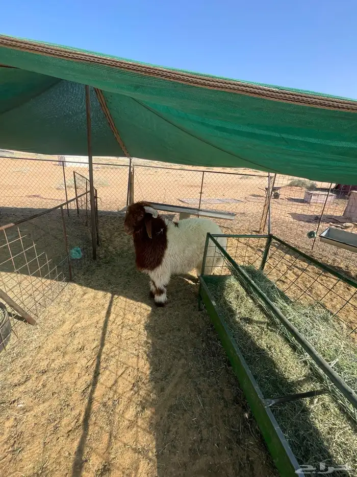 خروف نعيمي فاخر العمر 6 شهور 1