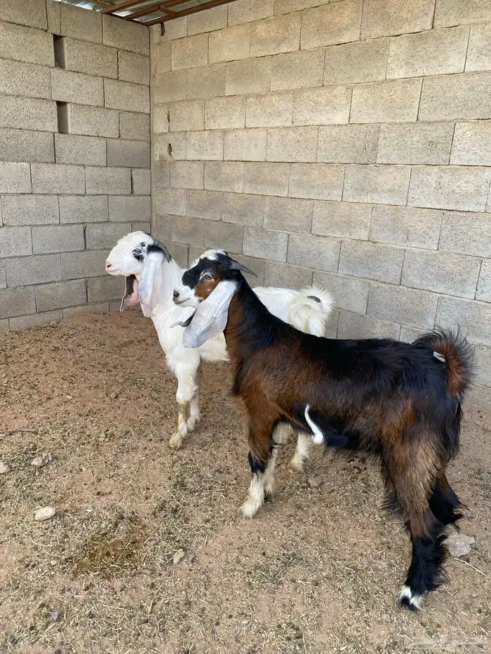 للبيع تبوس طيبه وظهور فل 2