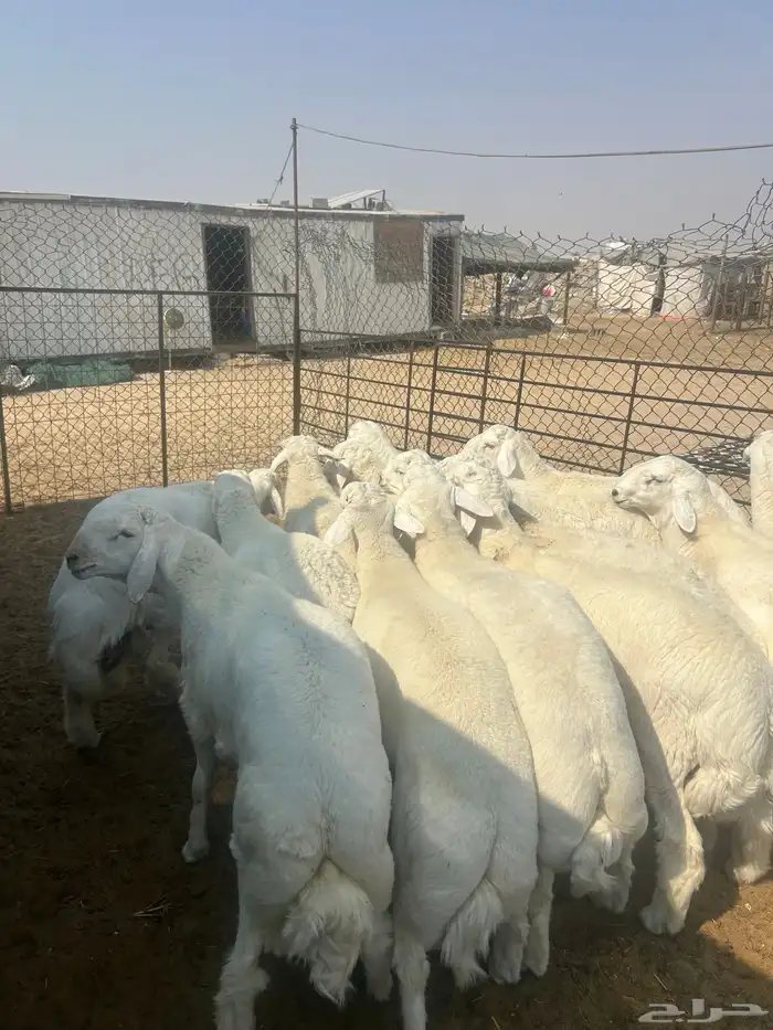 حريات جبر ناهي ووسط كفو ونعيم جبر ناهي ووسط كفو وهرافي 5