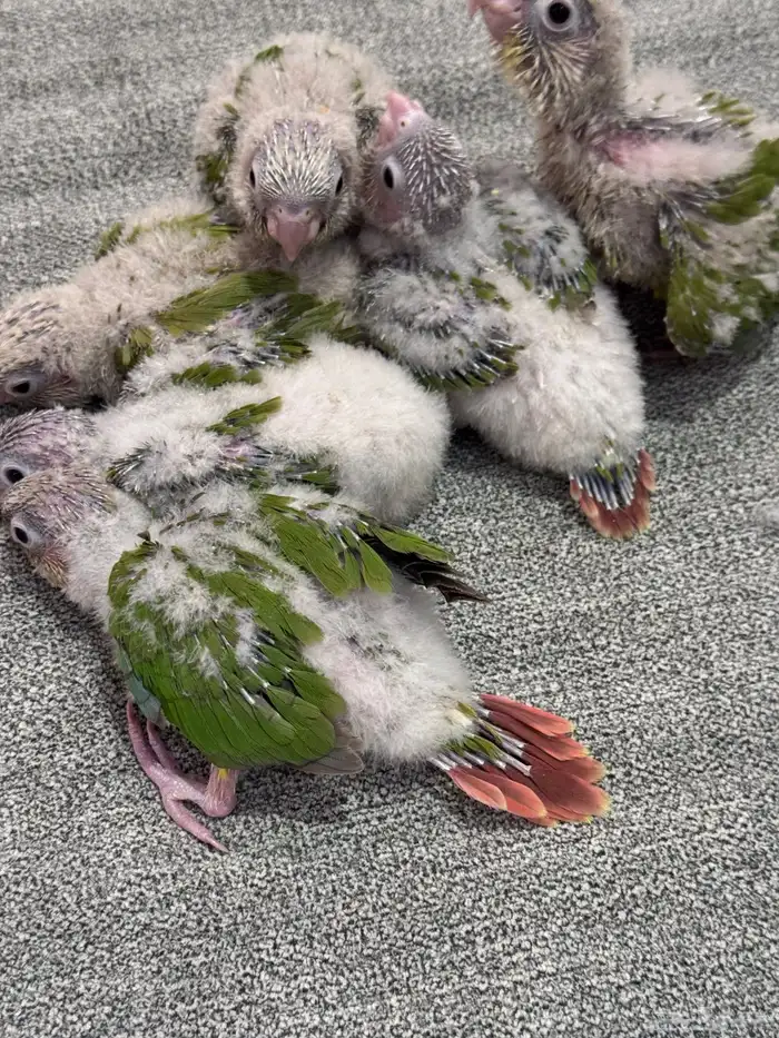 فروخ كنيور (((تم البيع خارج الموقع))) 2