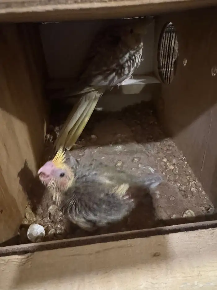 جوز كروان منتج 1