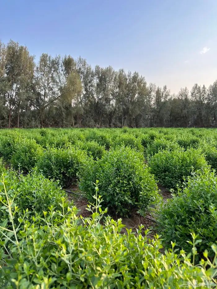 حنا ينبع النخل 0