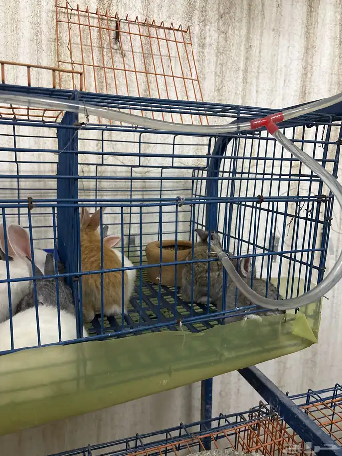 ارانب للبيع العدد مفتوح 5