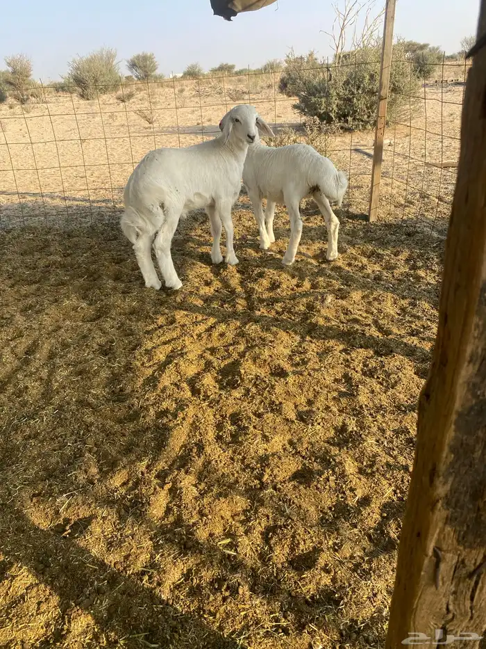 طليان شعره وشكل 1