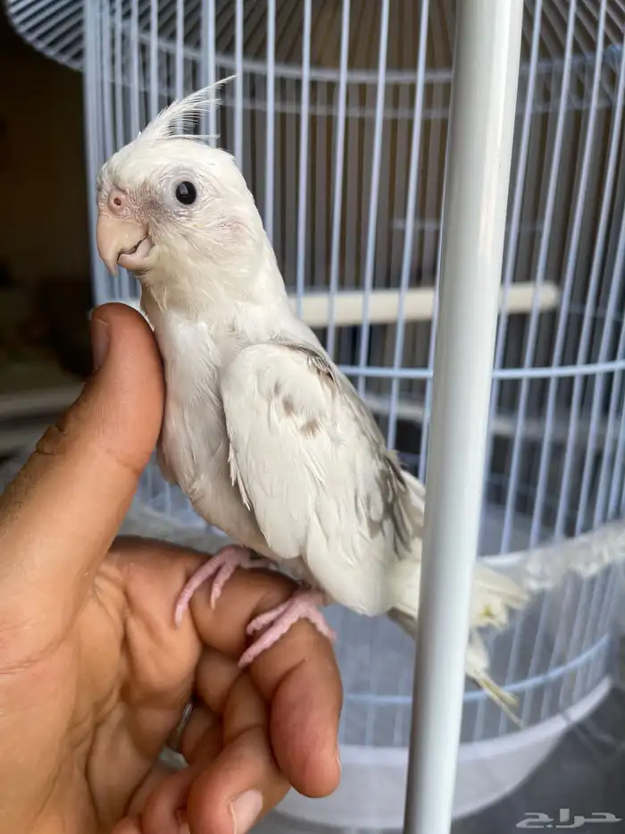 كروان اليف مع جميع ملحقاته 0