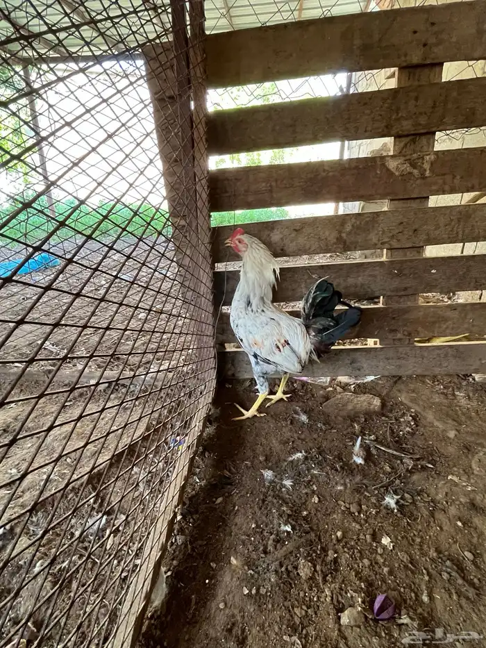 العدد 11 ديك من 25 5