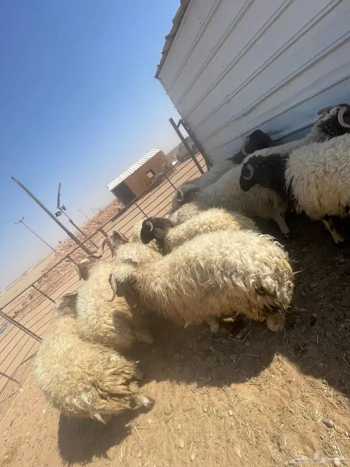 ذبايح طيبه نعيمي حري واسعار منافسه 10