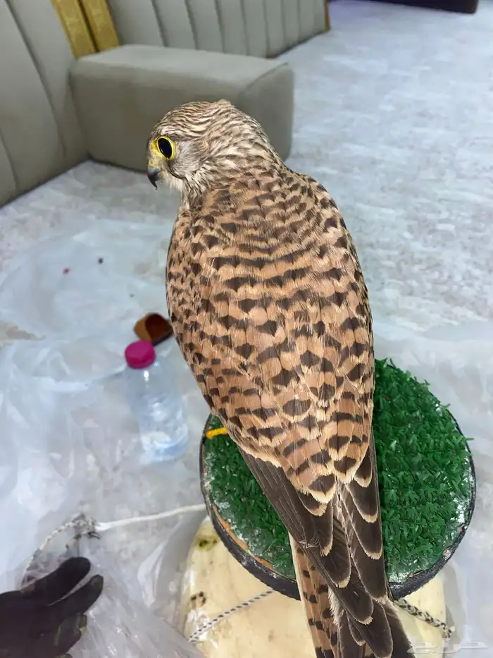 باشق الصحه 100 با 100 1