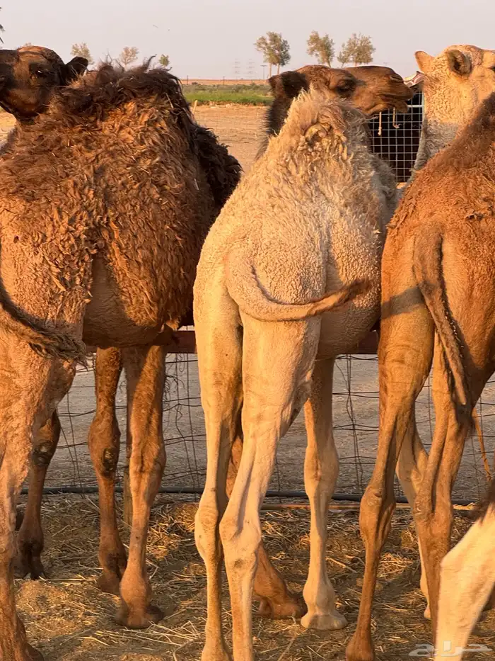 حشو طيبه للبيع 2