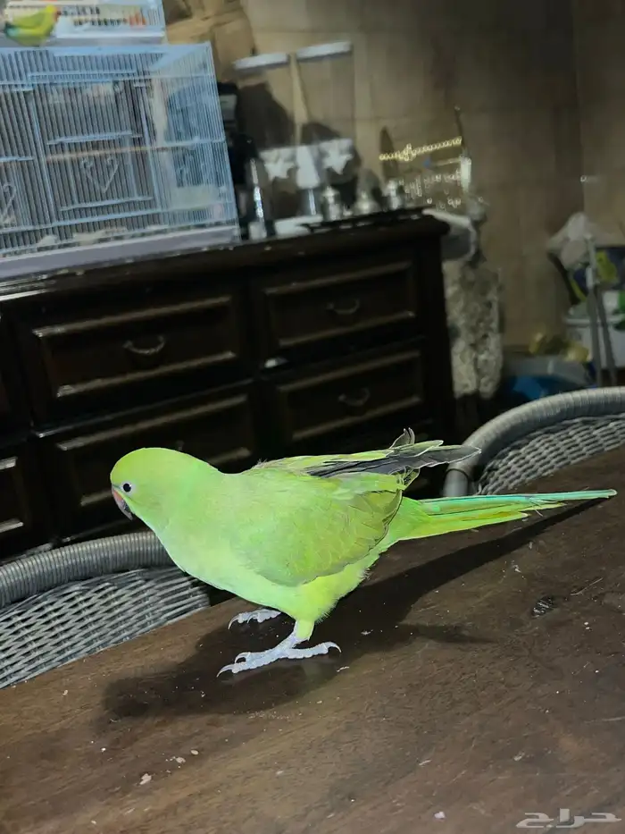 للبيع درة ببغاء الدرة 10