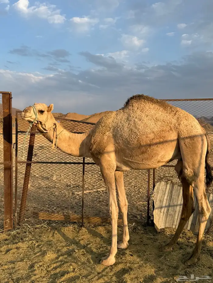 قعود للبيع 0