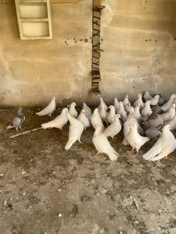 حمام عشه وحده 1