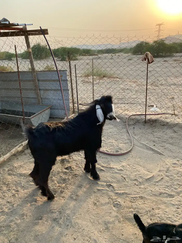 عنز جذعه تحتها تيس فحل عارضي 1