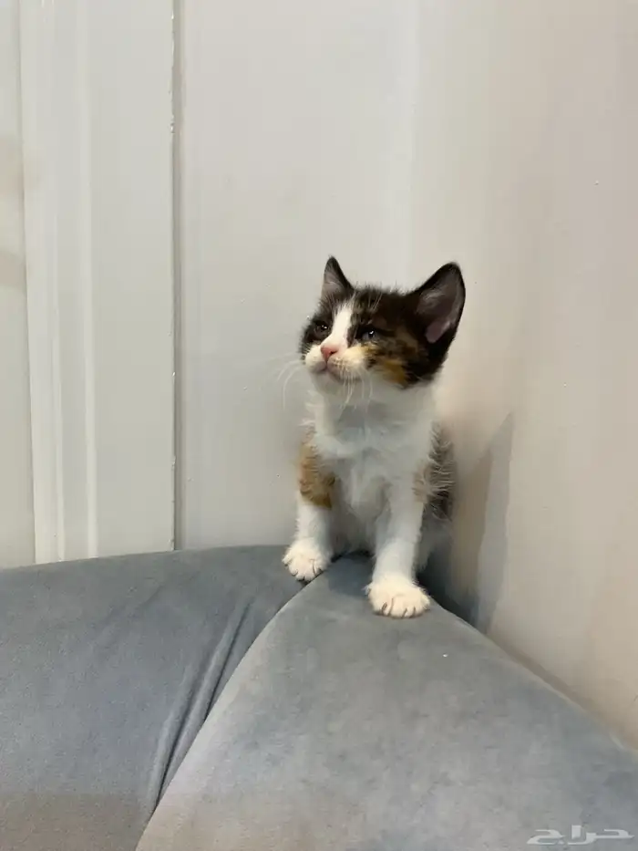 قطط للتبني 2