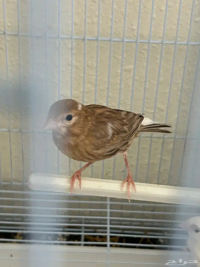 كناري للبيع 5 حبات الدمام 2