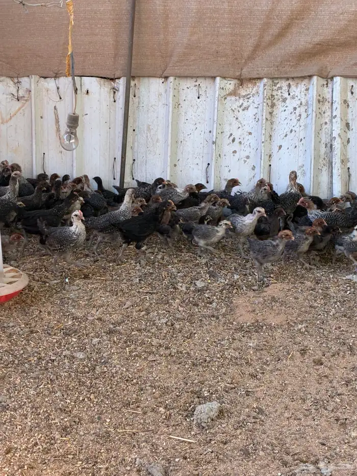 صوص بلدي وفيومي 1