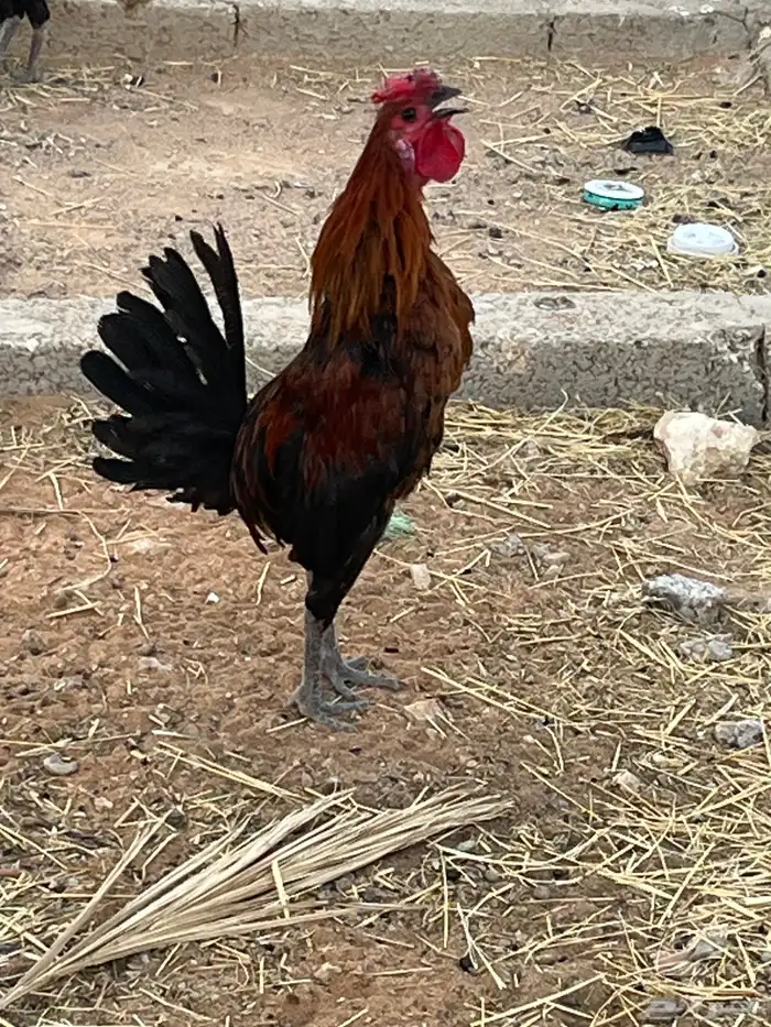 ديك شرط تلقيح واذان 0