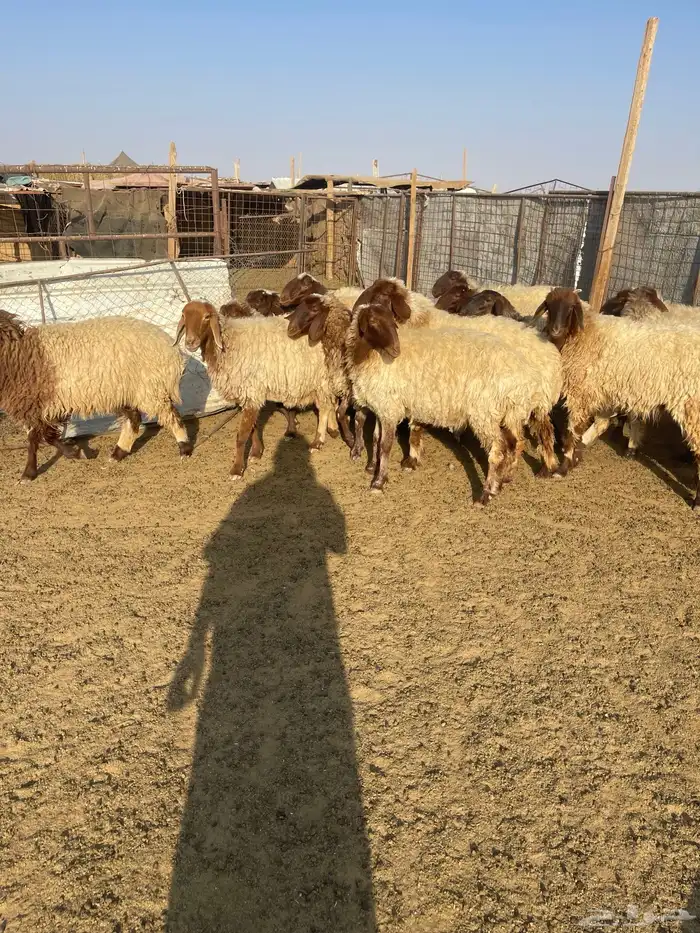 للبيع غنم نعيم مراح واحد جذعات وثناوات دفيع مع فحلها 5