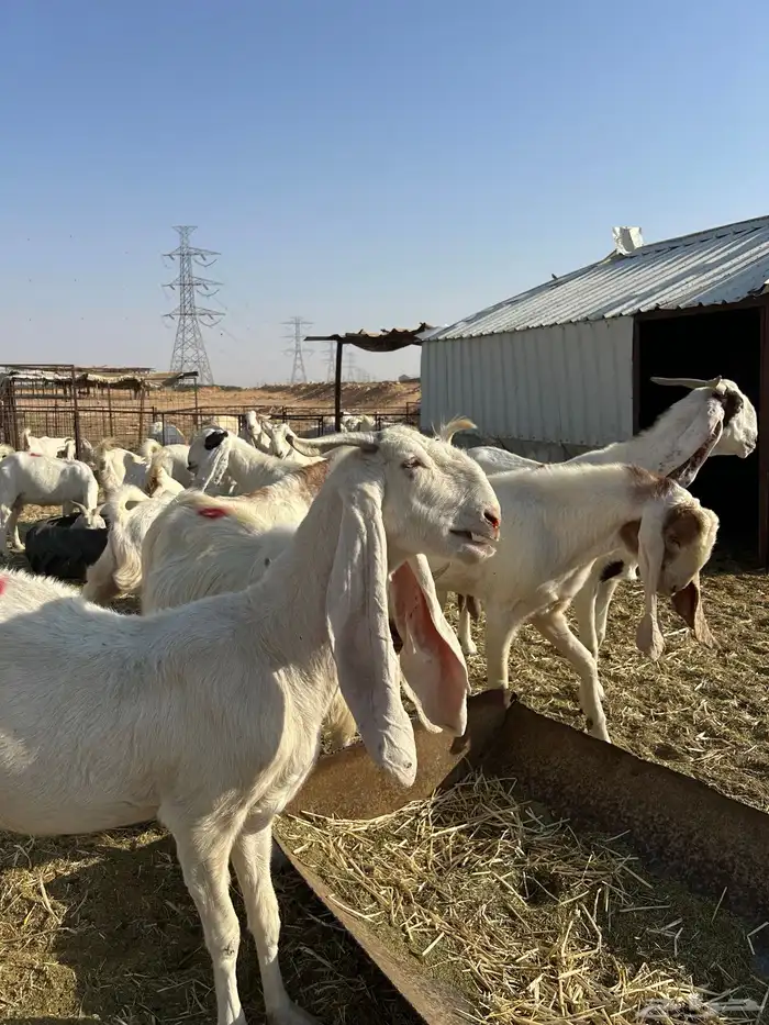 معزاء هولندية 2