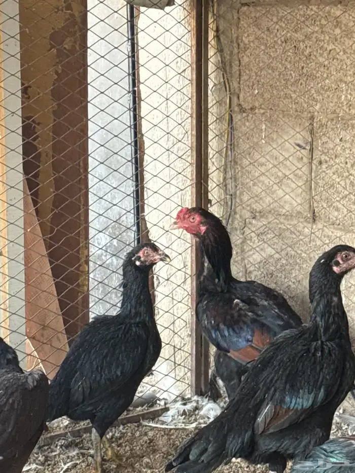 موجود دجاج باكستاني 0