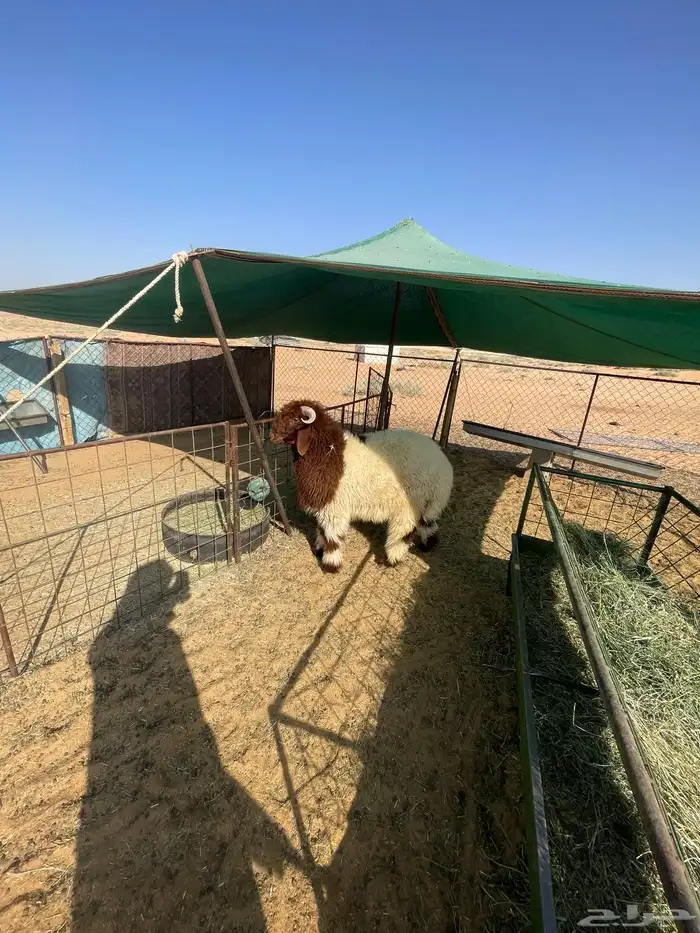 خروف نعيمي فاخر العمر 6 شهور 4