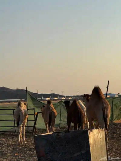 حشوان كفو index