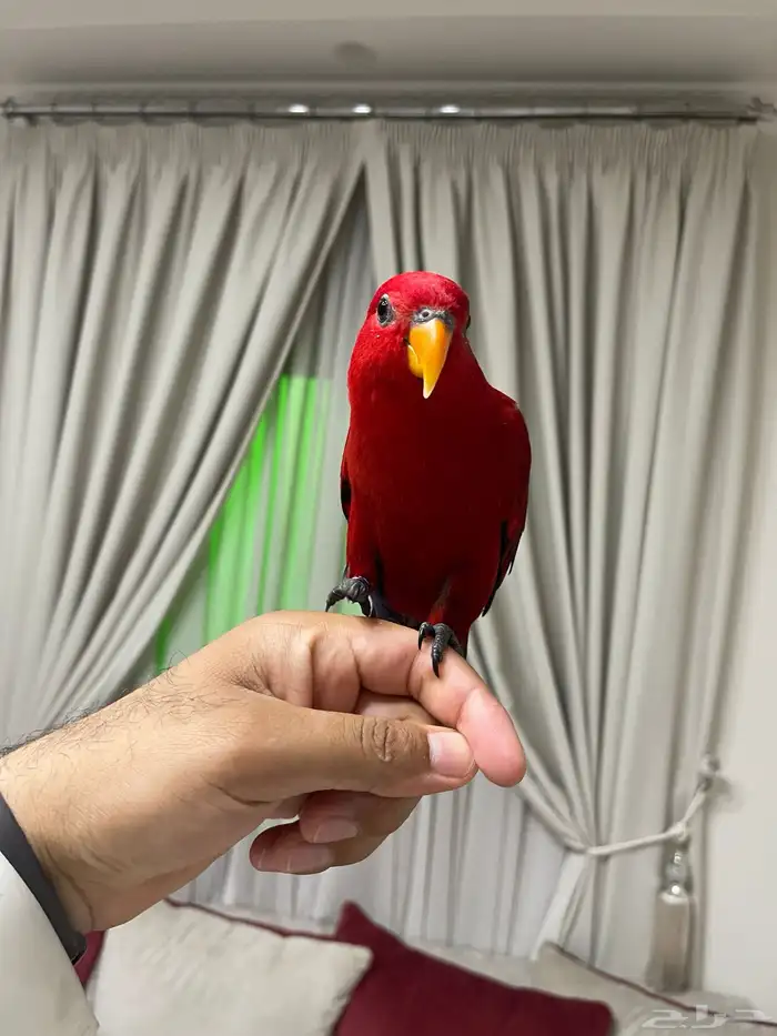 للبيع رد لوري أليف حمامة بالقفص 3