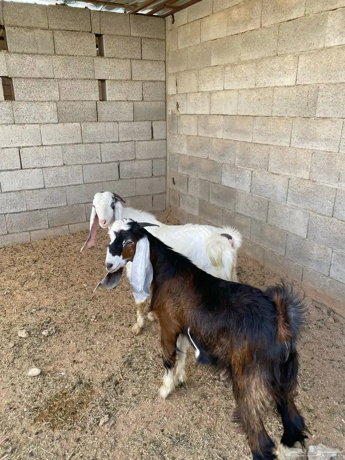 للبيع تبوس طيبه وظهور فل 3