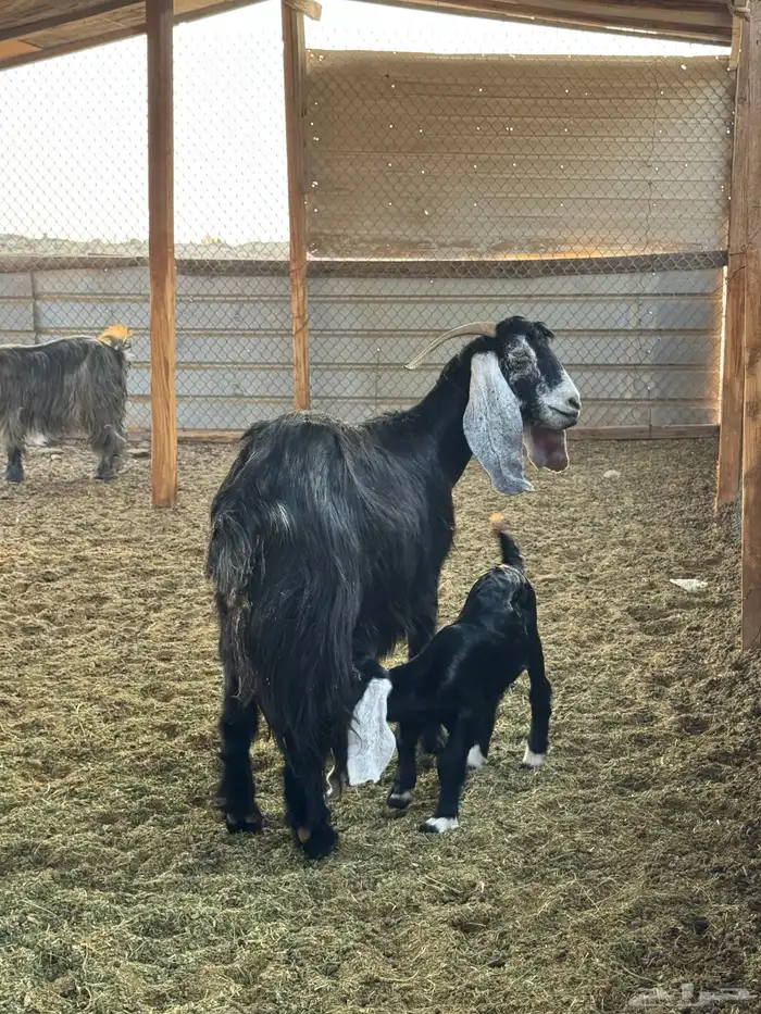 معزا عارضيات خلفات 1