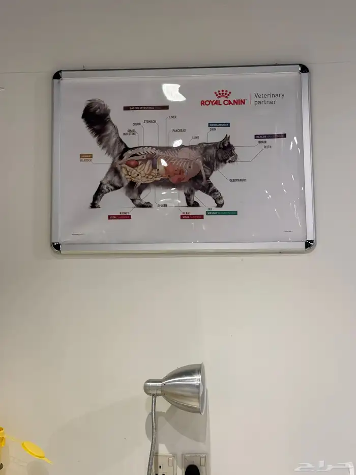 قط هملايا للتبني 4