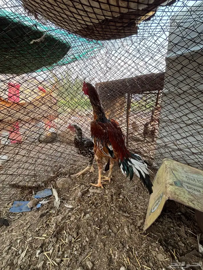 ديك سندي بيور 3