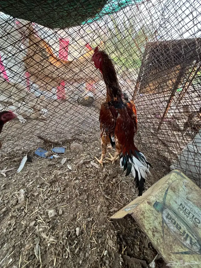 ديك سندي بيور 2