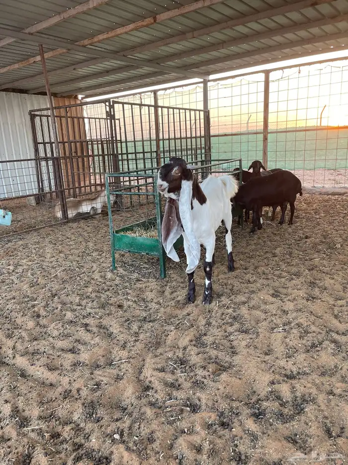 تيس هولندي معرف للبيع وانتاجه بالصور التيس طيب وانتاجه طيب 4