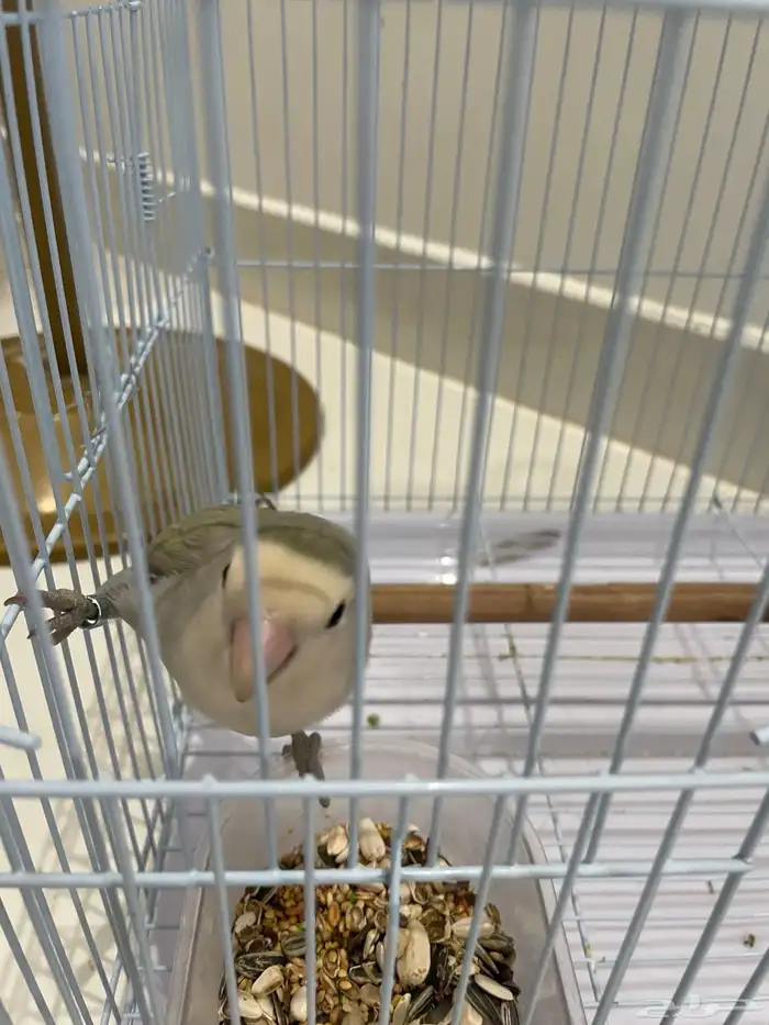 طيور للبيع الخرج 1