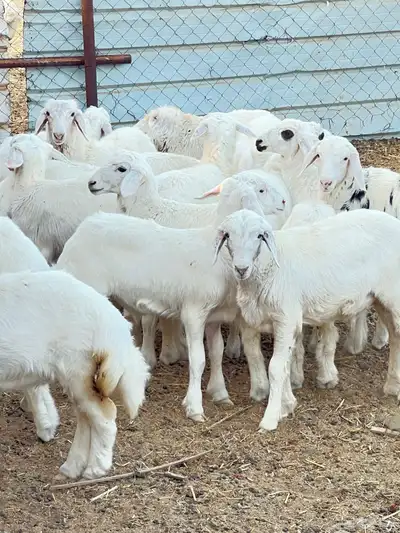 بهم حبص تربيه index