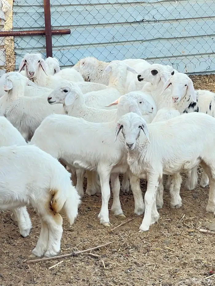 بهم حبص تربيه 3