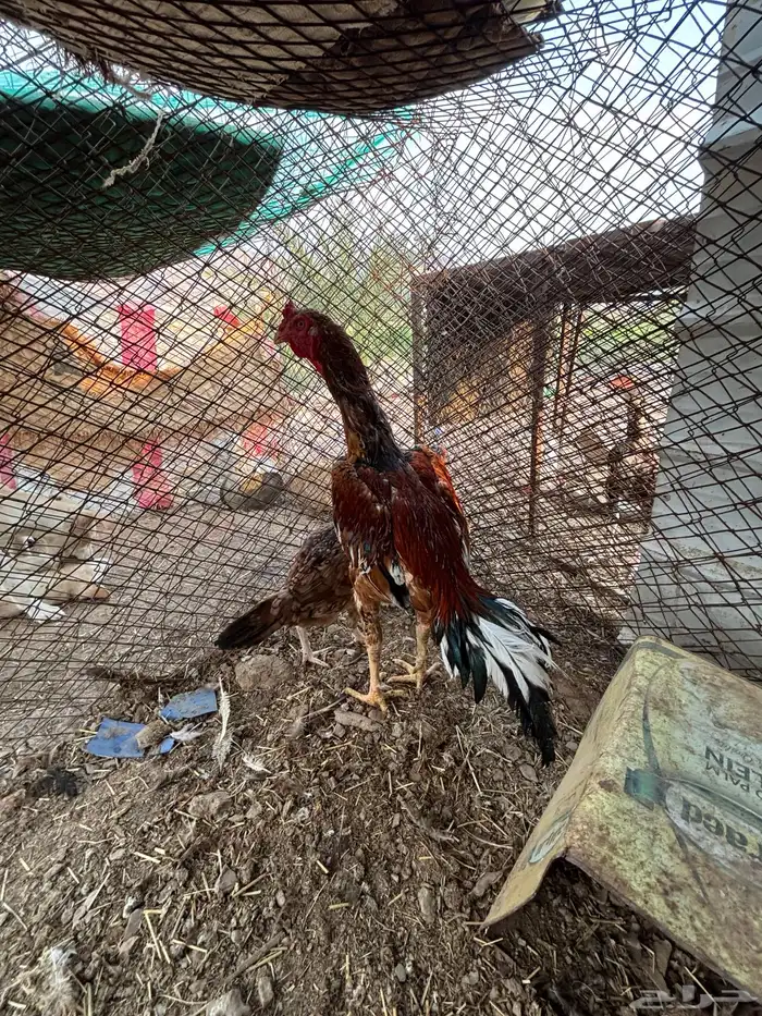 ديك سندي بيور 1