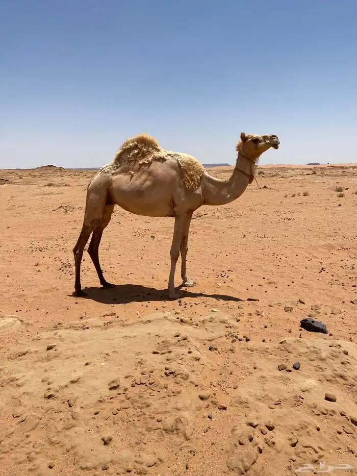 ناقه ذلول منتج 1