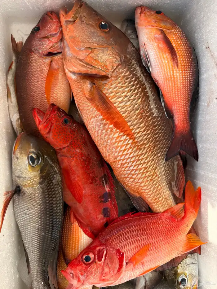 رحلات صيد رحلات بياضه رحلة بحريه 2