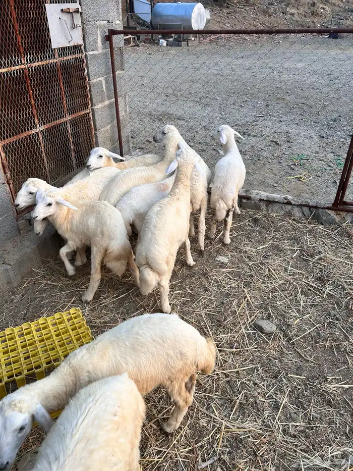 طليان ورخال للبيع 2