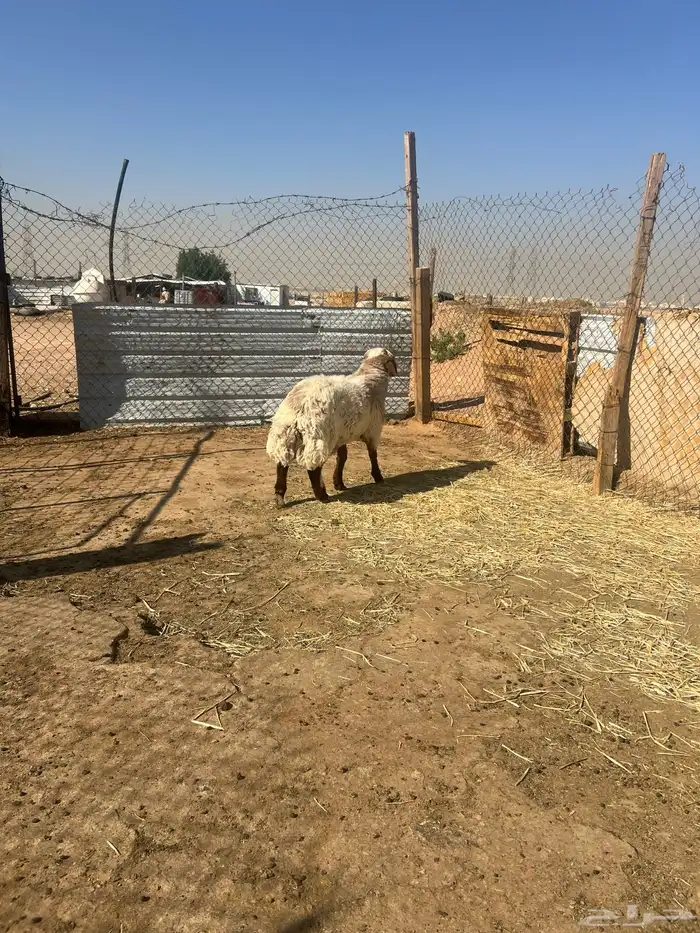 هرافى خرفان فل شحم 3