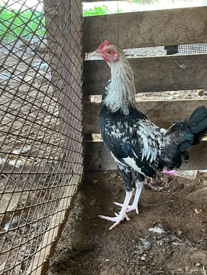 العدد 11 ديك من 25 0