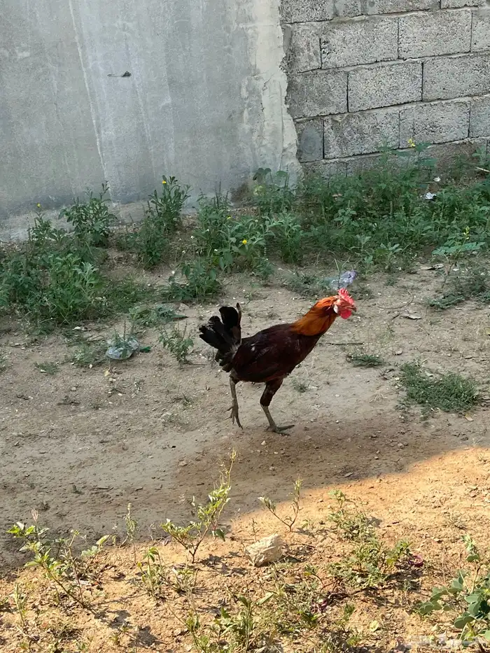 العدد 11 ديك من 25 9