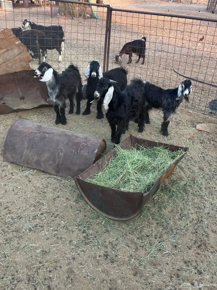 لبيع تيوس 4 3