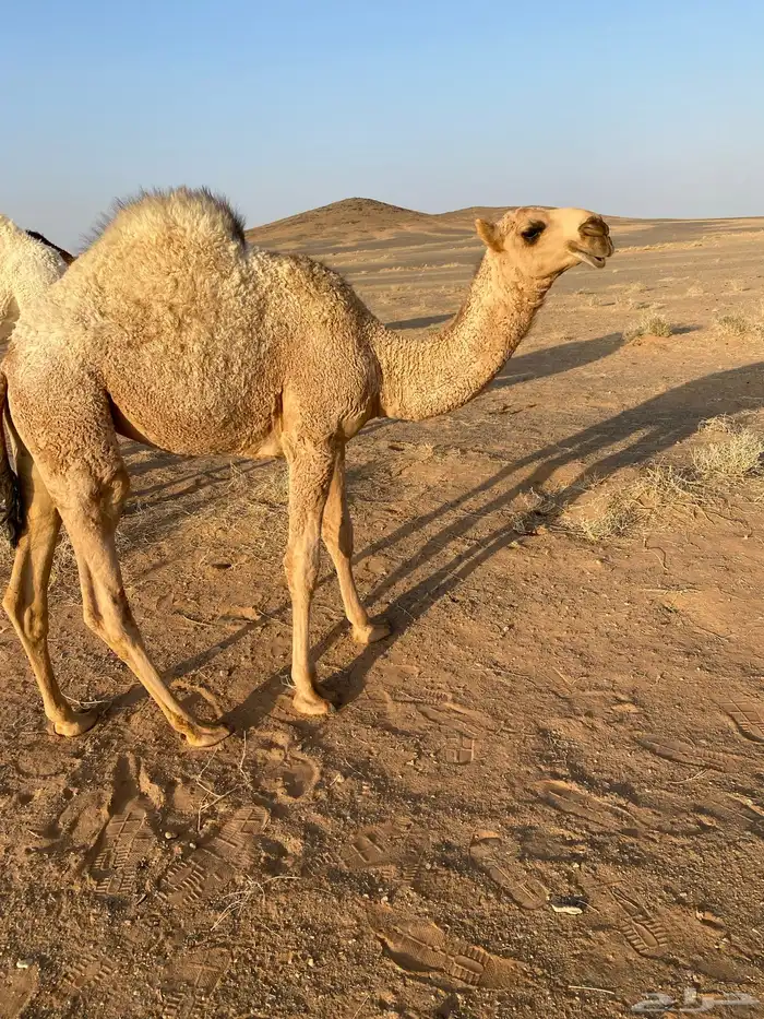 حواره بكره 0