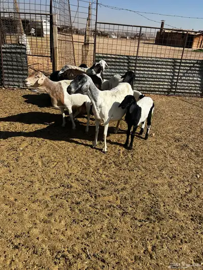 شياه برابر متابيع index