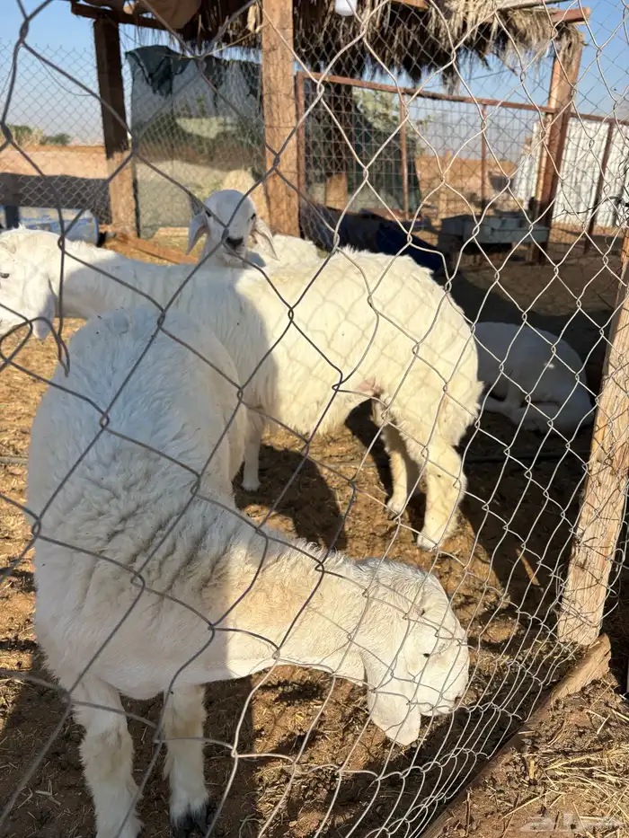 ذبايح حري ونعيم 2