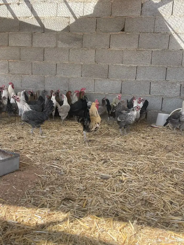 دجاج فيومي شبابي والمنيوم بياض 7